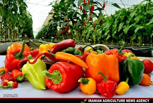 رایزنی امیر عبداللهیان و لاوروف درباره صادرات فلفل دلمه ای ایران به روسیه