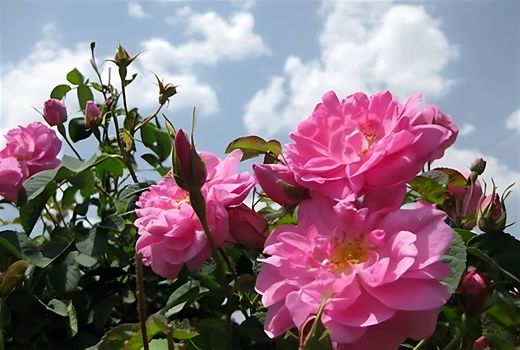 اسکو، قطب تولید گل محمدی در آذربایجان شرقی با برداشت ۲ هزار تن