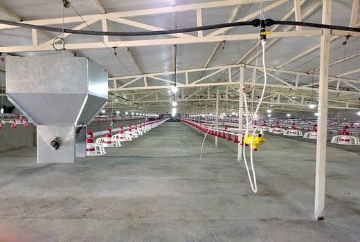 یک مرغداری در ارسنجان افتتاح شد