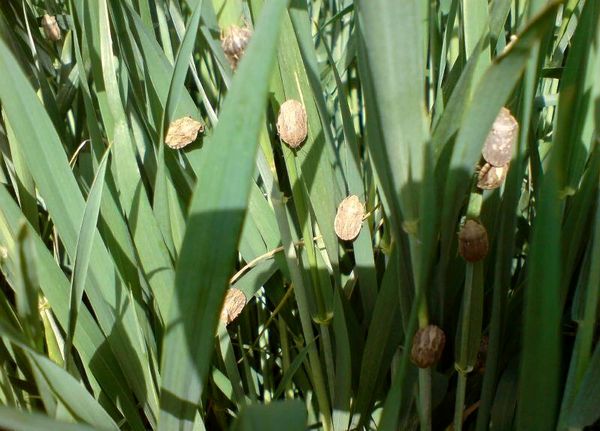 سطح مبارزه با آفت سن غلات در مزارع مهاباد به ۲۱ هزار هکتار رسید