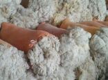 رسیدن به استاندارد جهانی کلید موفقیت صنعت پشم ایران است