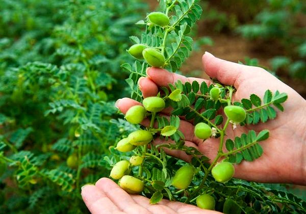 معرفی ۱۰ رقم جدید نخود برای کاشت در زمستان