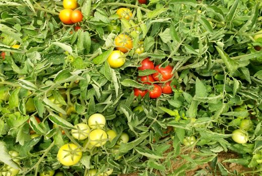 گوجه فرنگی پائیزه ی مُهر به بازار آمد