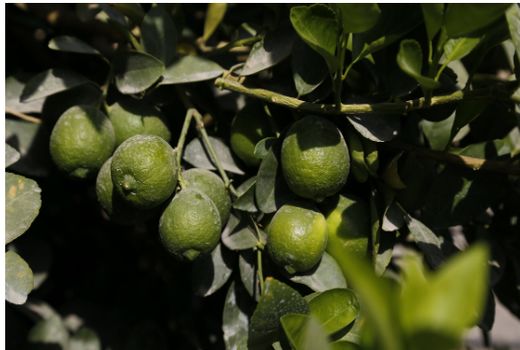 اشتغال بیش از هزار نفر در باغات لیموی شهرستان دشتی 