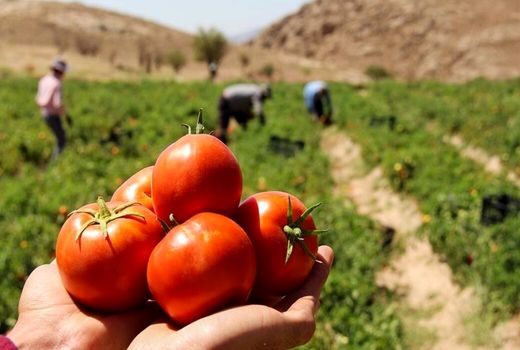 پیش‌بینی برداشت ۵۵۸ هزار تن گوجه‌فرنگی از مزارع قزوین با رعایت الگوی کشت
