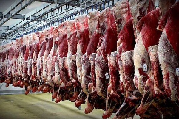 افزایش ۲۸ درصدی عرضه گوشت قرمز؛ گاو و گوساله تاجدار سهم بازار