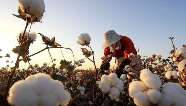 اجرای کشت‌های جایگزین در بیش از هزار هکتار از اراضی کشاورزی