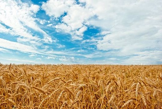 هدفگذاری تولید ۵۰۰ هزار تن گندم در استان زنجان