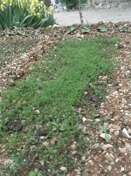 ایجاد باغچه‌های سلامت به همت زنان روستایی
