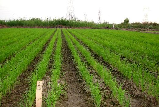 خشکه‌کاری برنج مصرف آب را تا 50درصد کاهش می‌دهد