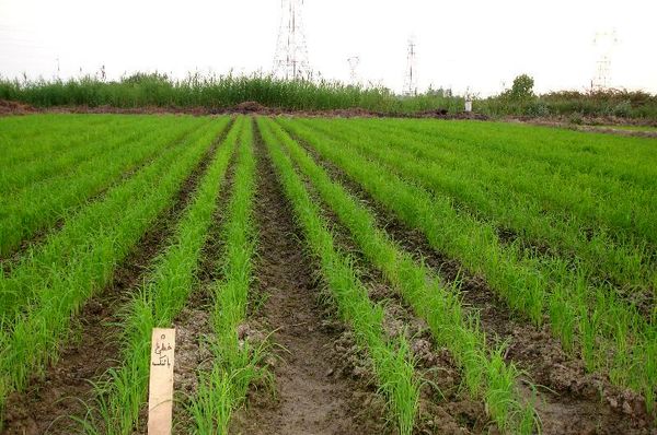 خشکه‌کاری برنج مصرف آب را تا 50درصد کاهش می‌دهد