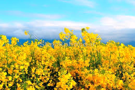 ۷۲۶ تن کلزا در کردستان خریداری شد