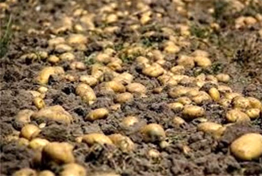 اختصاص حدود 3586 هکتار از مزارع مرکزی اصفهان به کشت سیب زمینی
