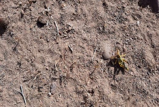 کنترل ملخ بومی در 8 هزار هکتار از اراضی کردستان
