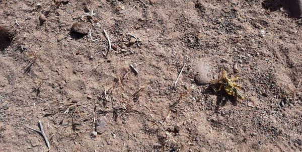 کنترل ملخ بومی در 8 هزار هکتار از اراضی کردستان
