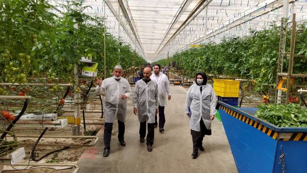 بازدید رئیس سازمان جهاد کشاورزی استان لرستان از شرکت کشت و صنعت و گردشگری فجر صفا لرستان