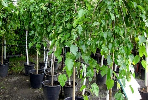 بیش از 26 هزار اصله نهال توت رایگان بین نوغانداران خراسان شمالی توزیع شد