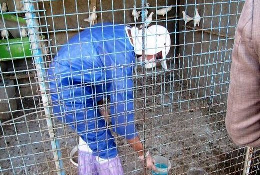 انجام واکسیناسیون نیوکاسل در مرغداری‌های صنعتی اصفهان