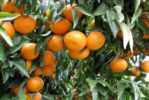 پیش بینی تولید 68 هزار تن مرکبات در کازرون