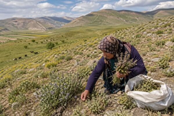 برداشت‌های ناآگاهانه، تهدیدی پنهان برای پوشش گیاهی