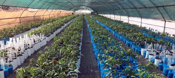 رشد ۱۰۰ درصدی تولید نهال در اصفهان