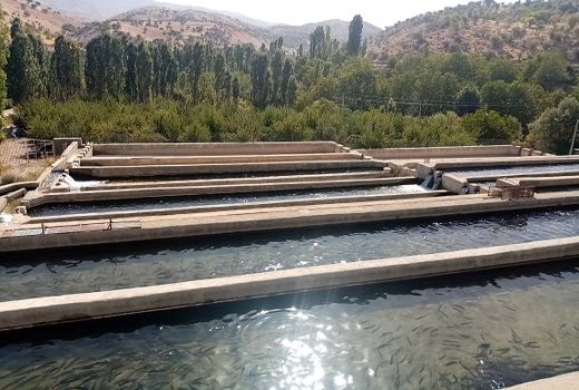 ایجاد زنجیره تولید ماهیان سردآبی در شهرستان سپیدان‌