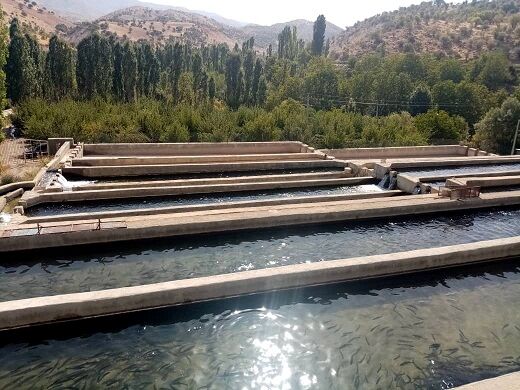 ایجاد زنجیره تولید ماهیان سردآبی در شهرستان سپیدان‌