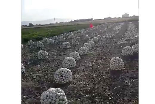  فیلم پخش شده در بی‌بی‌سی صحت ندارد