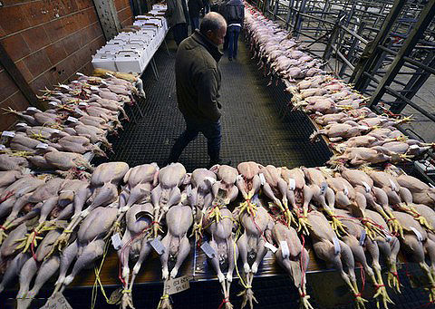 با قیمت یک کیلو گوشت گوسفند، چند کیلو گوشت بوقلمون می‌توان خرید؟