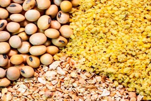 9هزار تن نهاده‌های دامی در قزوین توزیع شد