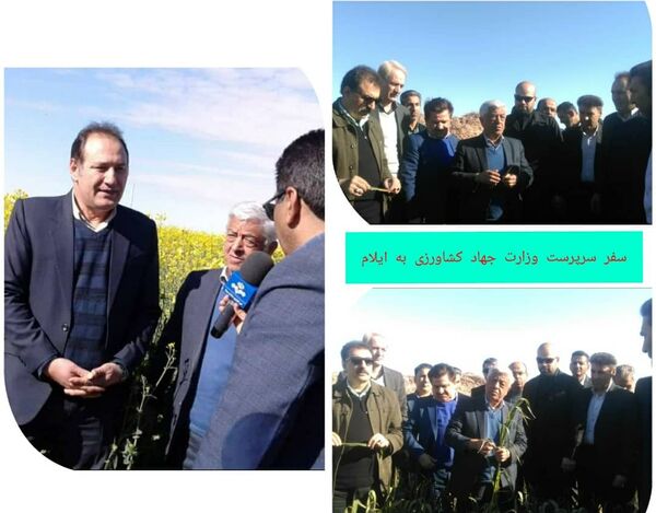 بازدید سرپرست وزارت جهاد کشاورزی از مزارع گندم و کلزا در دهلران