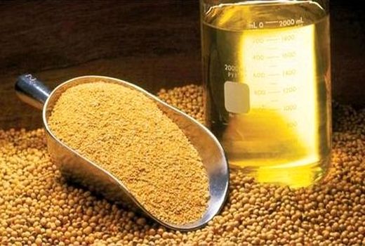 تکثیر و تولید بذور اصلاح شده غلات و دانه‌های روغنی در شبکه تعاونی‌های روستایی کشور