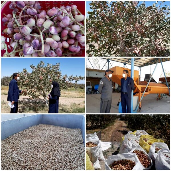 آغاز برداشت محصول پسته خندان در شهرستان نهبندان 