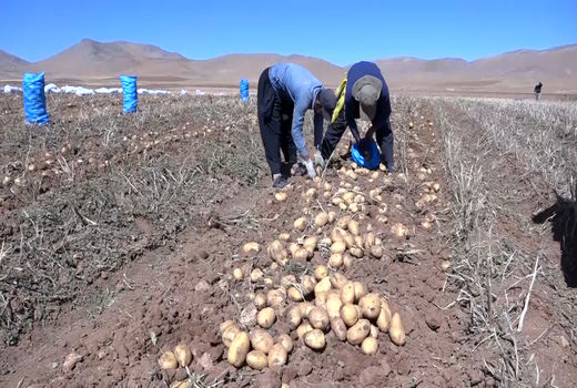 آغاز برداشت سیب‌زمینی از ۳ هزار هکتار مزارع فریدن