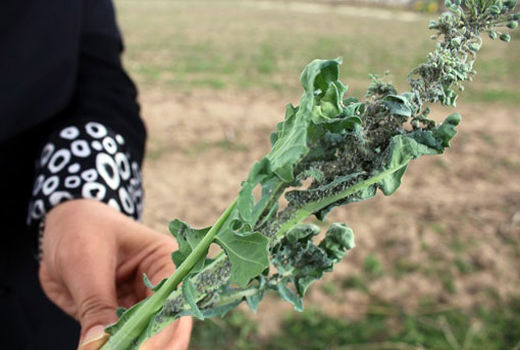 کلزاکاران شهرستان مرند مبارزه با شته مومی را جدی بگیرند