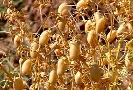 آغاز برداشت نخود از ۵۰ هزار هکتار از مزارع آذربایجان غربی