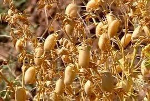آغاز برداشت نخود از ۵۰ هزار هکتار از مزارع آذربایجان غربی