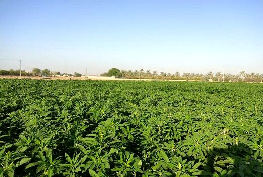۱۴۰۰ تن محصول کنجد از مزارع شهرستان دشتی برداشت می‌شود
