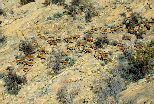 بیش از ۵۵۰۰ دام اهلی از پارک ملی توران خارج شدند