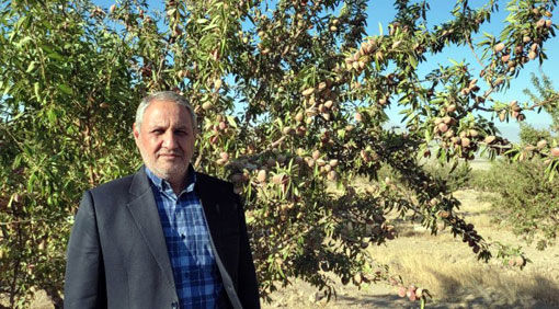 برداشت بیش از 535 تن بادام از باغات شهرستان مرند 