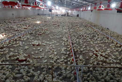 جوجه ریزی  بیش از 800 هزار  قطعه ای در داراب