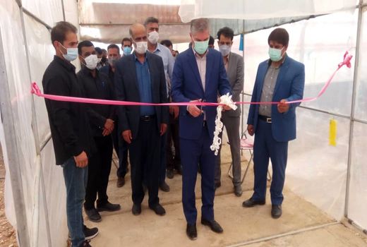 گلخانه پرورش میوه های گرمسیری (فیسالیس،پاپایا) در شهرستان دماوند افتتاح شد