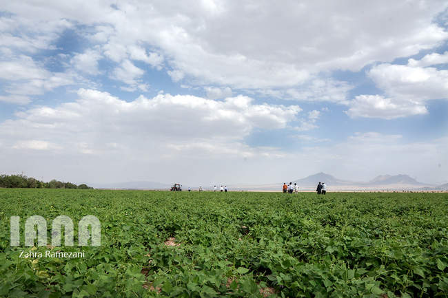 خلاقیت کشاورز خمین برای صرفه جویی آب