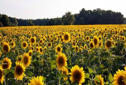 کاشت 15 هکتار آفتابگردان در شهرستان بوشهر