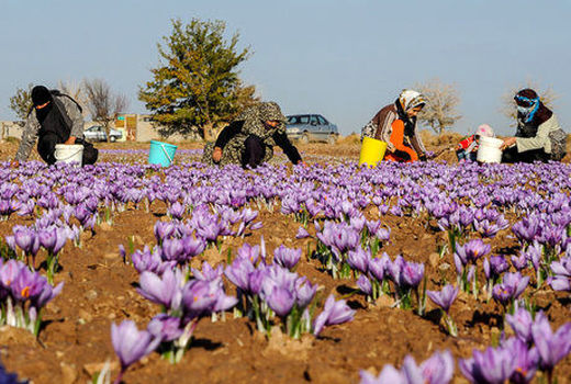 فعالیت ۳۲ هزار بهره‌بردار زعفران در استان خراسان جنوبی