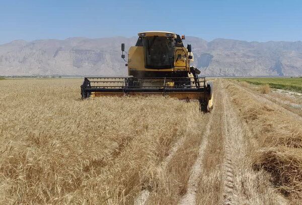 برداشت گندم از 6 هزار هکتار مزارع لامرد آغاز شد