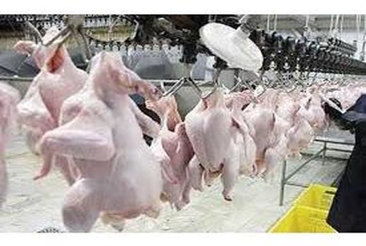 تولید 18 درصد گوشت سفید مازندران در ساری