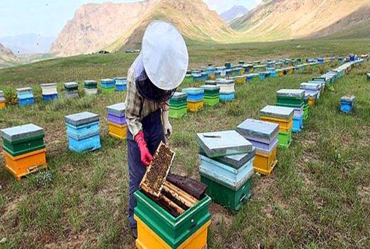 برداشت سالانه 50 تن عسل در شهرستان آبدانان