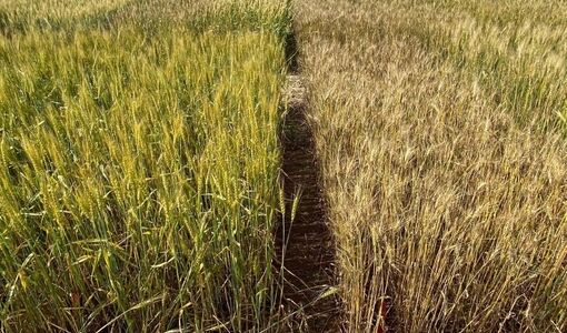 پایداری عملکرد؛ اولویت اصلاح ارقام گندم برای مقابله با خشکی و کم‌آبی