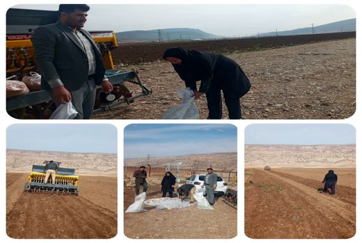 اجرای طرح انتخاب مشارکتی ارقام جو آبی (P.V.S) در شهرستان چرداول